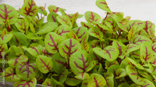 micro beet greens close-up. concept: modern cooking