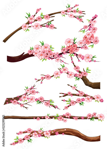 Cherry blossom branch isolated