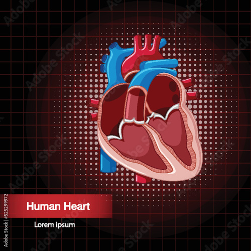Human internal organ with heart