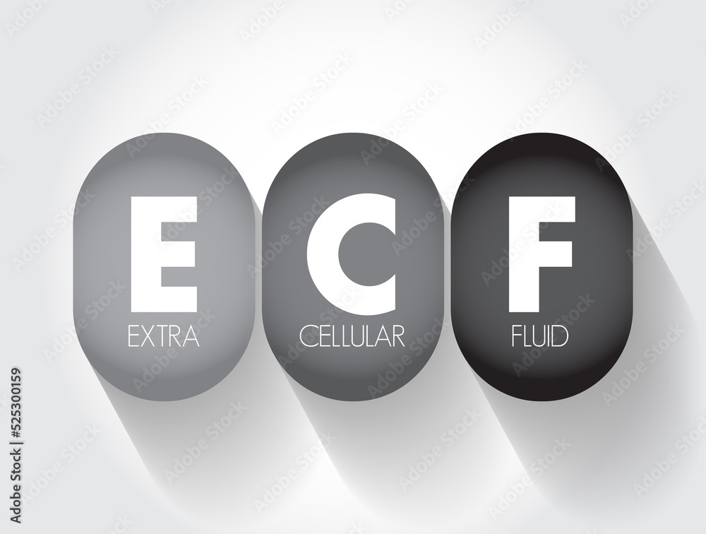 ECF Extracellular fluid - body fluid that is not contained in cells, acronym text concept background ECF Extracellular fluid - body fluid that is not contained in cells, acronym text concept background