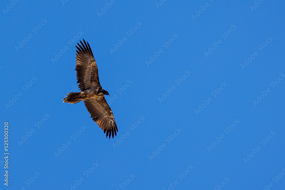 young bearded vulture (Gypaetus barbatus) against blue sky in Berner Oberland young bearded vulture (Gypaetus barbatus) against blue sky in Berner Oberland