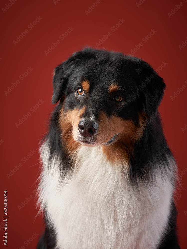 Fototapeta premium dog on a red background. breed Australian Shepherd. Pet studio portrait