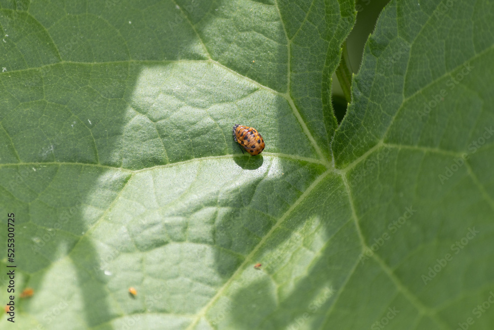 草原のてんとう虫