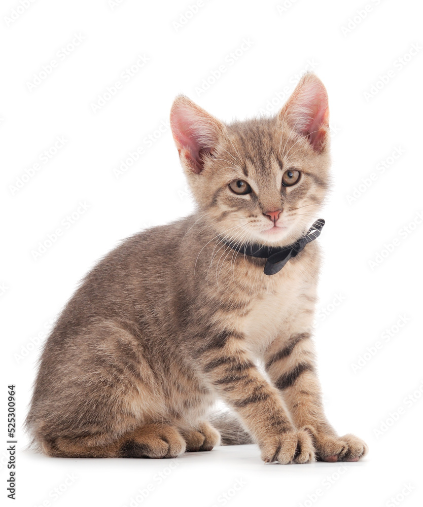 Obraz premium Small gray kitten.