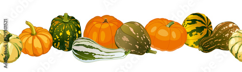 Pumpkins and squash on a white background. Ornament row of squash for autumn decor. Vector image. 