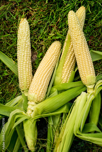 fresh organic corn on the grass