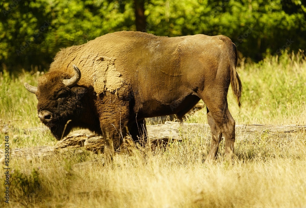 The European bison (Bison bonasus) or the European wood bison, also known as the wisent the zubr or sometimes colloquially as the European buffalo, is a European species of bison. Bovidae family. The European bison (Bison bonasus) or the European wood bison, also known as the wisent the zubr or sometimes colloquially as the European buffalo, is a European species of bison. Bovidae family.