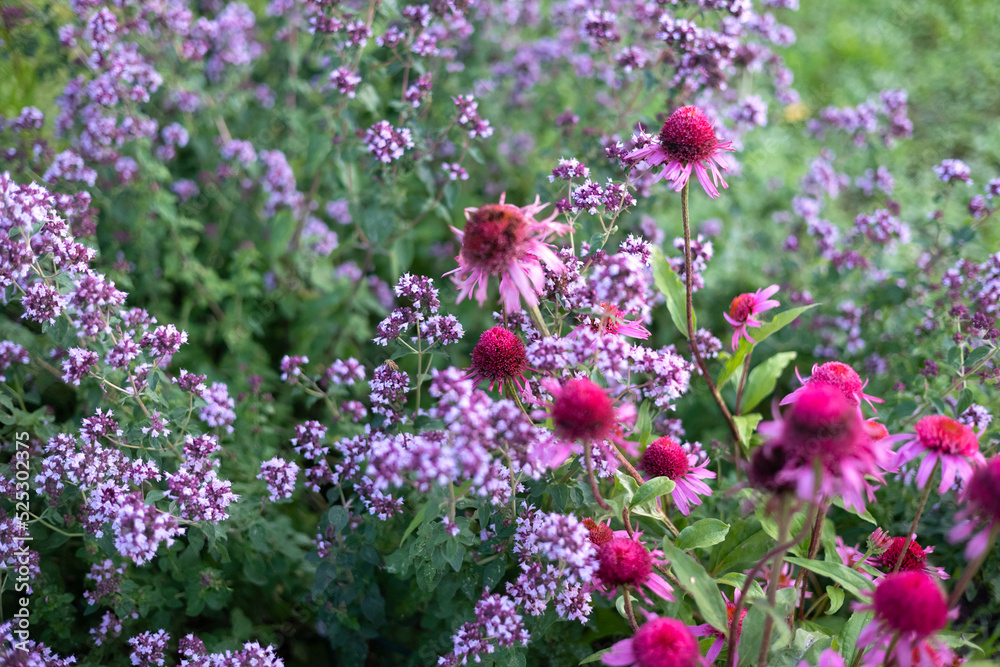 Fototapeta premium beautiful flower bed