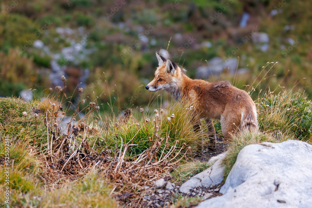 cute fox in an alpine meadow on Gemmi Pass cute fox in an alpine meadow on Gemmi Pass