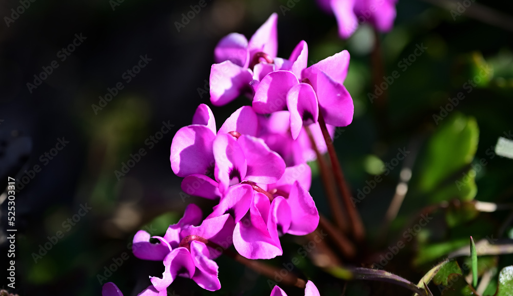 Cyclamen coum, the eastern sowbread, dark pink flower
