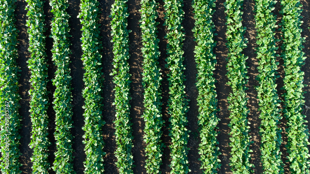 green soya bean fields seen from above