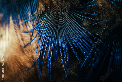 Feather background.