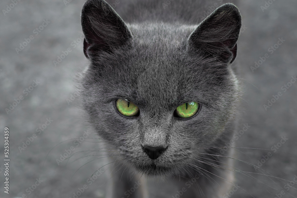 green-eyed cat 