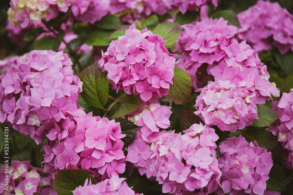 Bush with beautiful lilac and pink hydrangea in a summer park close up, floral background Bush with beautiful lilac and pink hydrangea in a summer park close up, floral background
