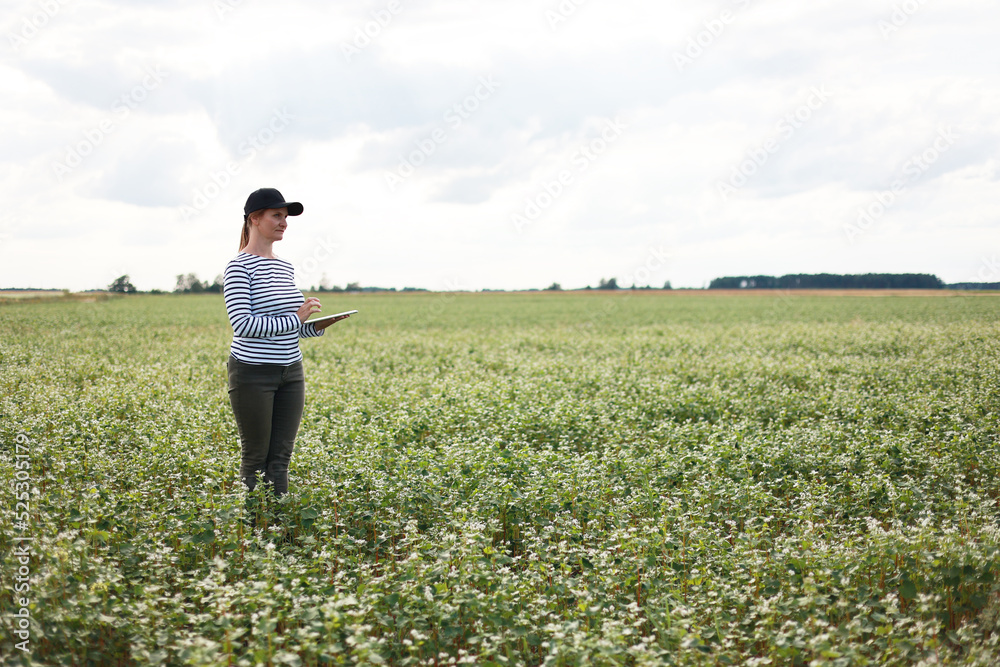 a female agronomist with a tablet checks the growth of a field with buckwheat flowers. the woman examines the field and enters the data into a digital tablet. Modern agribusiness.