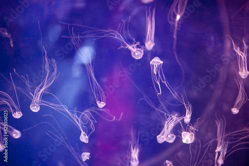 Canvastavla Bloom or swarm of tiny jellyfish illuminated in an aquarium with their tentacles
