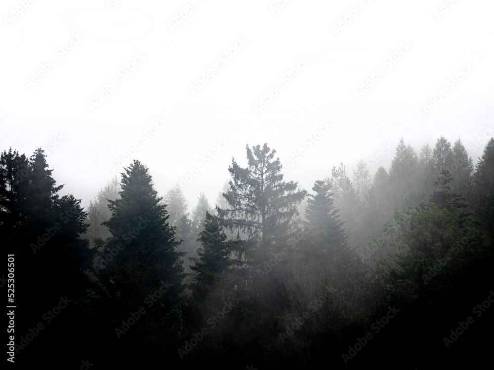 silhouette of forest against white sky - foggy dark forest