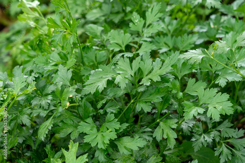 Parsley Flat Leaves growing in a garden Parsley Flat Leaves growing in a garden