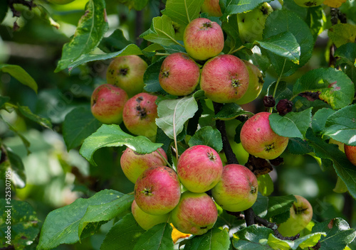 ripening apples on the branch in the foreground