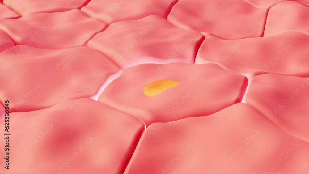Aged skin structure that is regenerated with an oil and collagen treatment. 3d rendering of medicine and aesthetic therapies of cellular rejuvenation and molecular repair science.