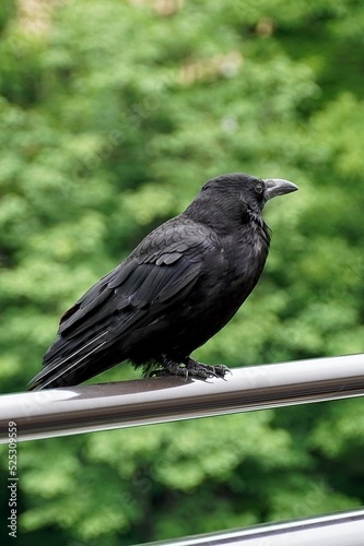 Japanese crow, Japan