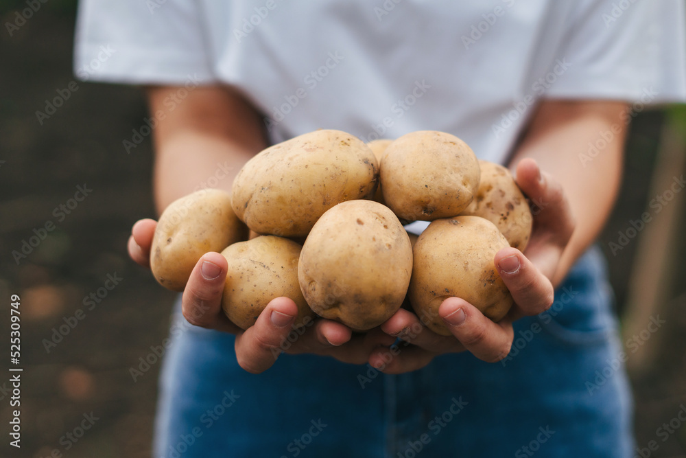 Farmers hands holding bunch of potatoes on farm at sunset. Healthy lifestyle. Farmer field. Nature farming. Farmers hands holding bunch of potatoes on farm at sunset. Healthy lifestyle. Farmer field. Nature farming.