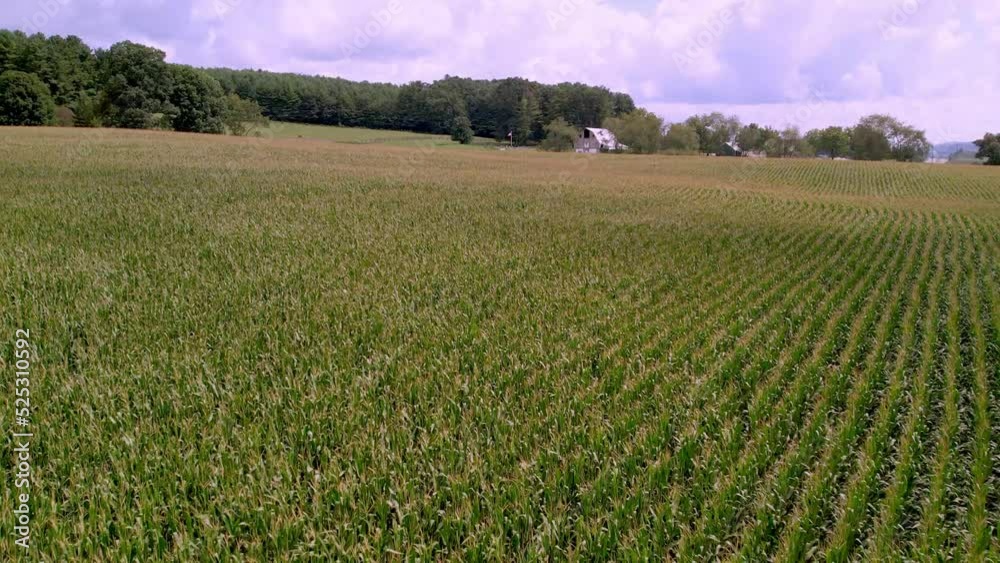 high shot over cornfield near galax and independence virginia high shot over cornfield near galax and independence virginia