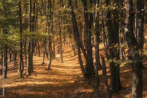 autumn forest path in the m...