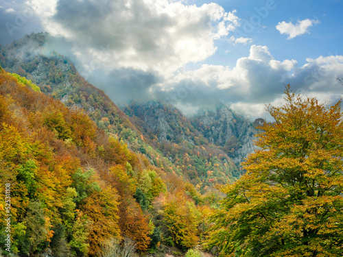 View of autumn beech forest in Grevolosa Forest, Catalonia, Spain
