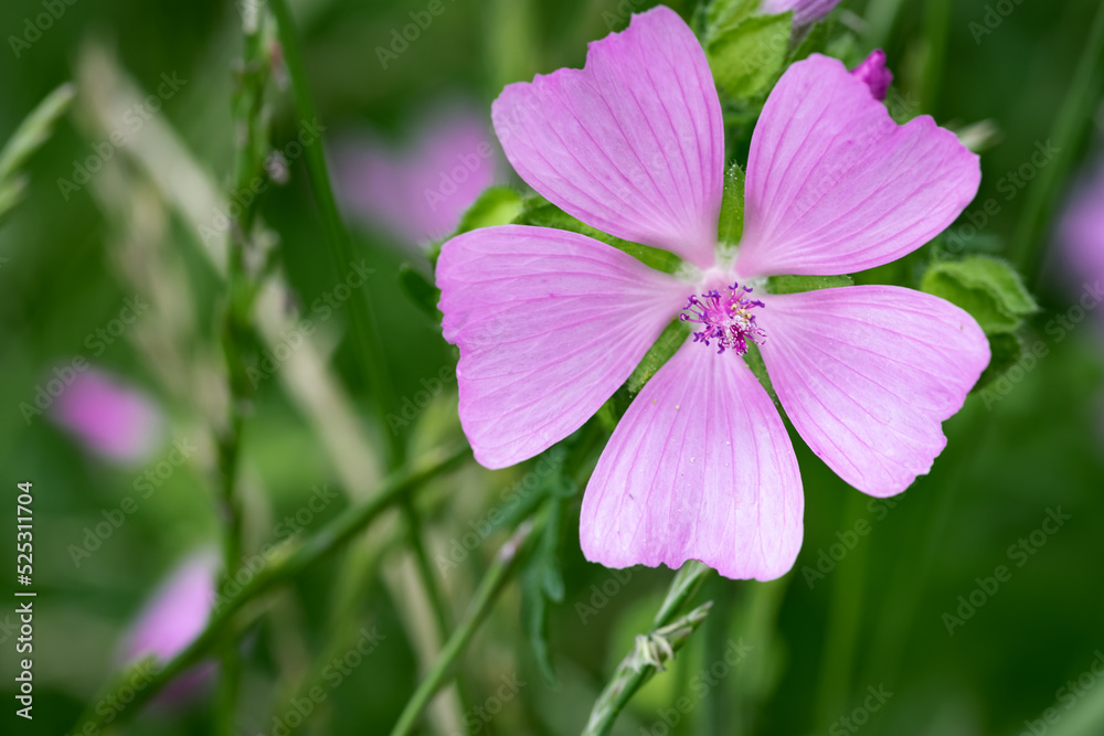 Fototapeta premium Pink Musk Mallow macro in a green, summer meadow