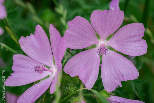 Pink Musk Mallow macro in a green, summer meadow
