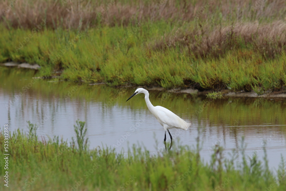 Obraz premium Aigrette Garzette, protection de la faune sauvage