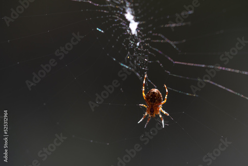 Blurred silhouette of a spider in a web on a blurred natural green background. Selective focus