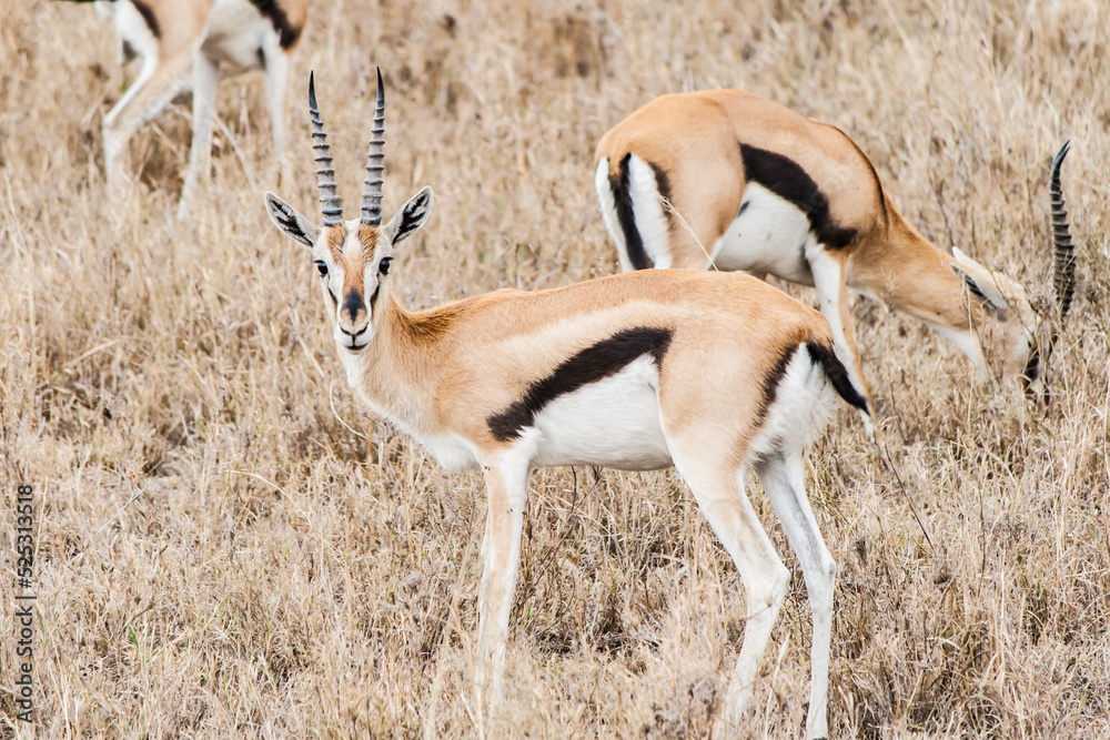 antilope steht in afrikanischer savanne und guckt in die kamera. dahinter grast rest der herde. trockenes gelbes gras im hintergrund. antilope steht in afrikanischer savanne und guckt in die kamera. dahinter grast rest der herde. trockenes gelbes gras im hintergrund.