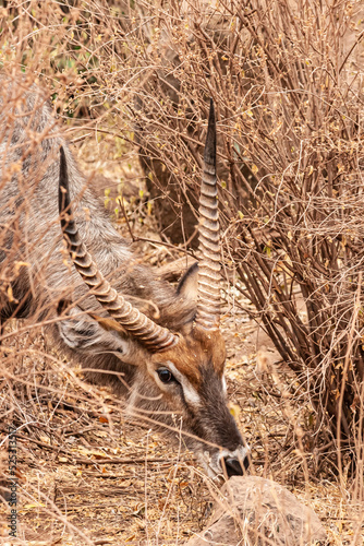 antilope versteckt sich zwischen geäst. antilope liegt auf dem boden der afrikanischen savanne. trockene büsche . photo