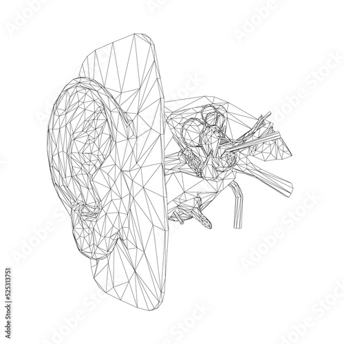 Wireframe of the human ear with the internal structure of the hearing organ from black lines isolated on a white background. Side view. 3D. Vector illustration. photo