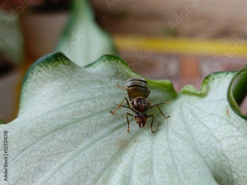 Macro photo of ants on taro leaves © Dadang