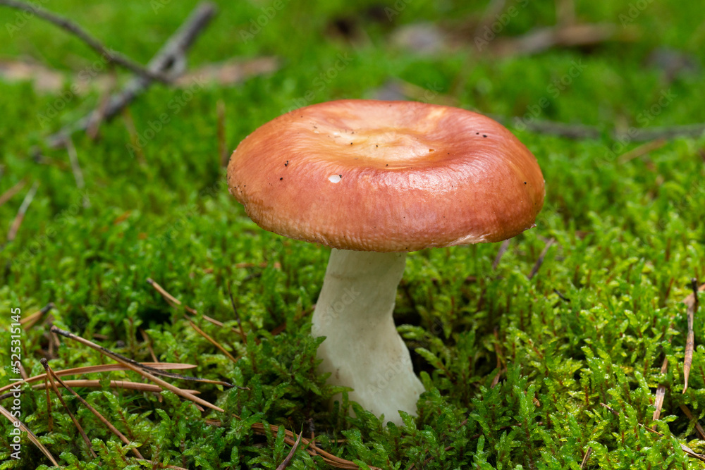 Russula xerampelina, also known as the crab brittlegill or the shrimp mushroom in forest Russula xerampelina, also known as the crab brittlegill or the shrimp mushroom in forest