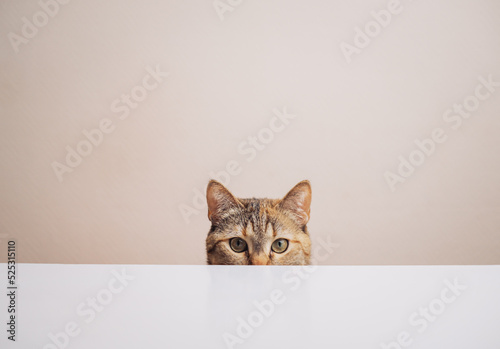 Canvastavla A domestic ginger cat sits at the kitchen table and waits for the time to eat