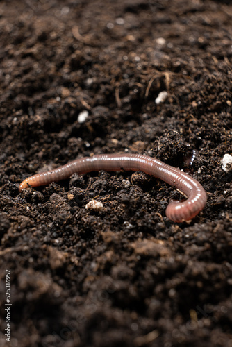 Big beautiful earthworm in the black soil, close-up.