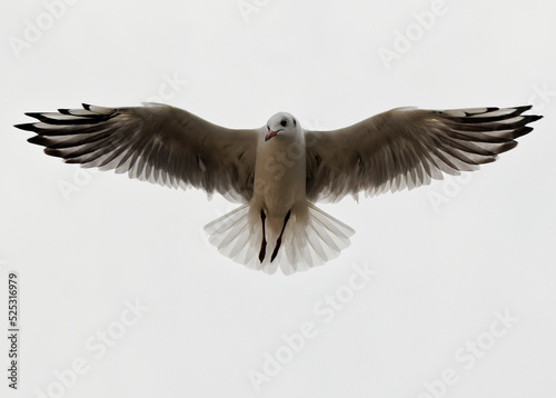 Obraz na plátně soaring bird seagull