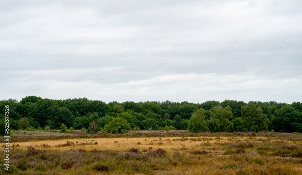 Heathland overgrown with grasses on the Veluwe, Netherlands
