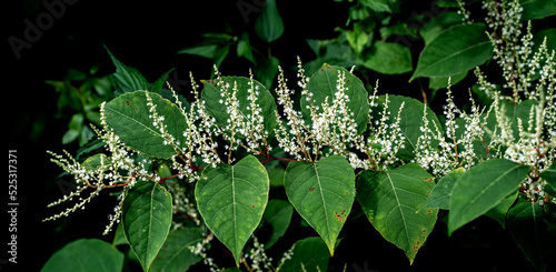 Close up of Asian knotweed flowering (Fallopia japonica)
