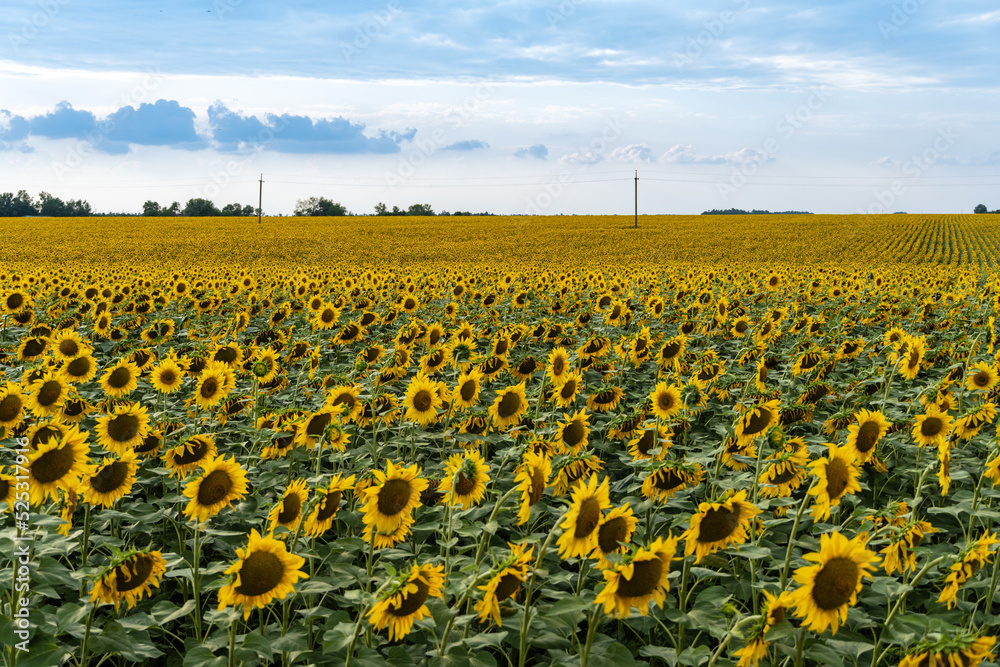 Obraz premium Landscape of endless field of sunflowers with large golden sunflower heads in sunset sunlight. Close-up of sunflower heads. Summer flower landscape, fresh wallpaper and nature concept for background.
