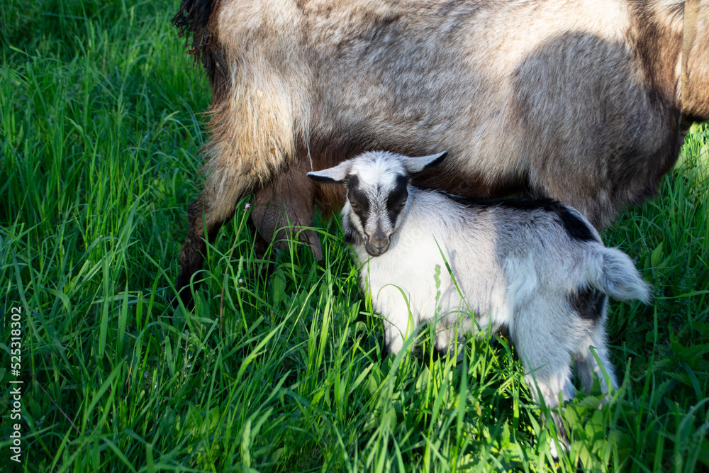 A small black and white child goat near the udder of a mother goat on green grass A small black and white child goat near the udder of a mother goat on green grass