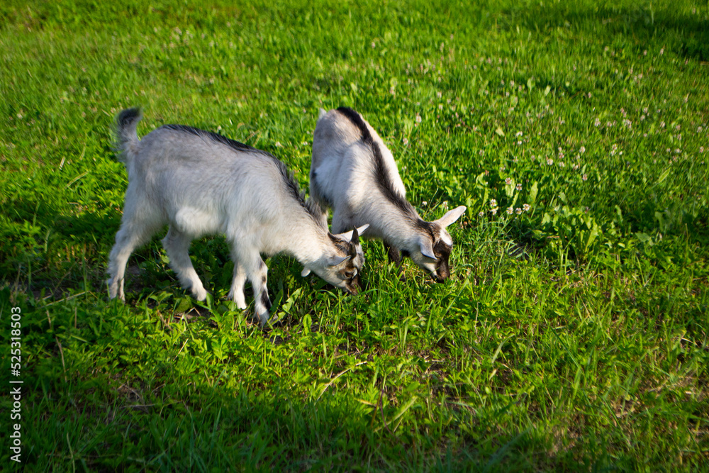Fototapeta premium Two cute goat children are grazing on a green meadow with small flowers