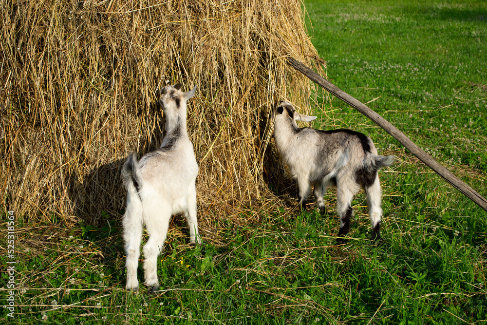 Two goat children eat hay from a folded haystack in a field