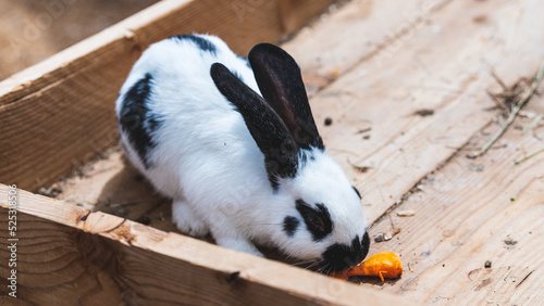 Schwarz-weißes Kaninchen knabbert an einer Karrotte  photo
