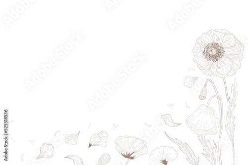 Background poppy flower and leaves drawing illustration.
