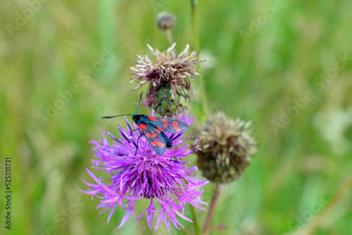 black and red butterfly on purple flower  close-up